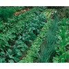 Heavy Harvest PREFILLED Premium Compost Tea Bag LARGE 22" X