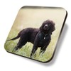 1 x Square Coaster - Irish Water Spaniel Dog Puppy