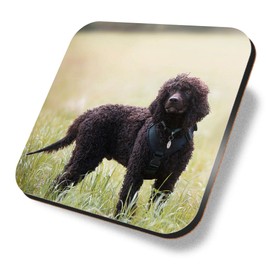1 x Square Coaster - Irish Water Spaniel Dog Puppy Cork Backed MDF Glossy Tea Coffee Accessory #51235