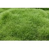 Emerald Zoysia (Zoysia Emerald) grass seeds-1/8 lb