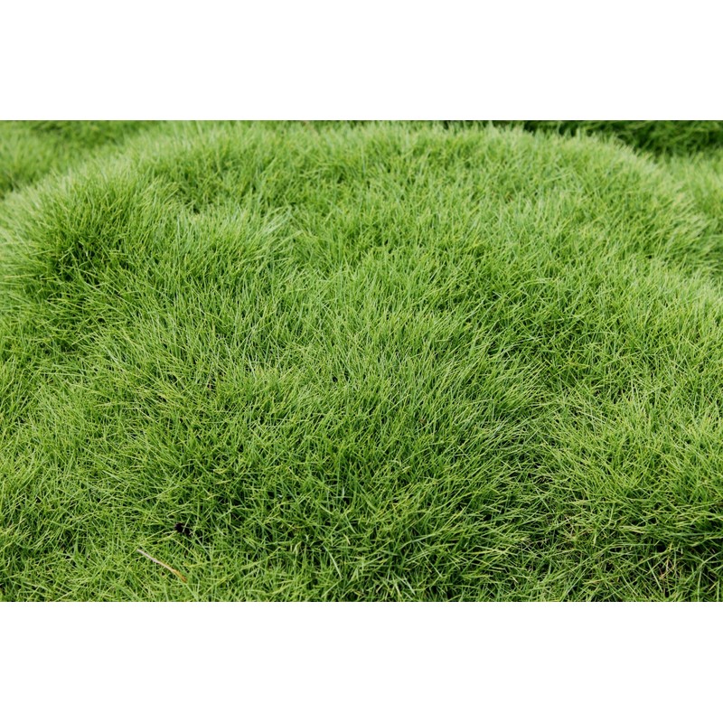 Emerald Zoysia (Zoysia Emerald) grass seeds-1/8 lb