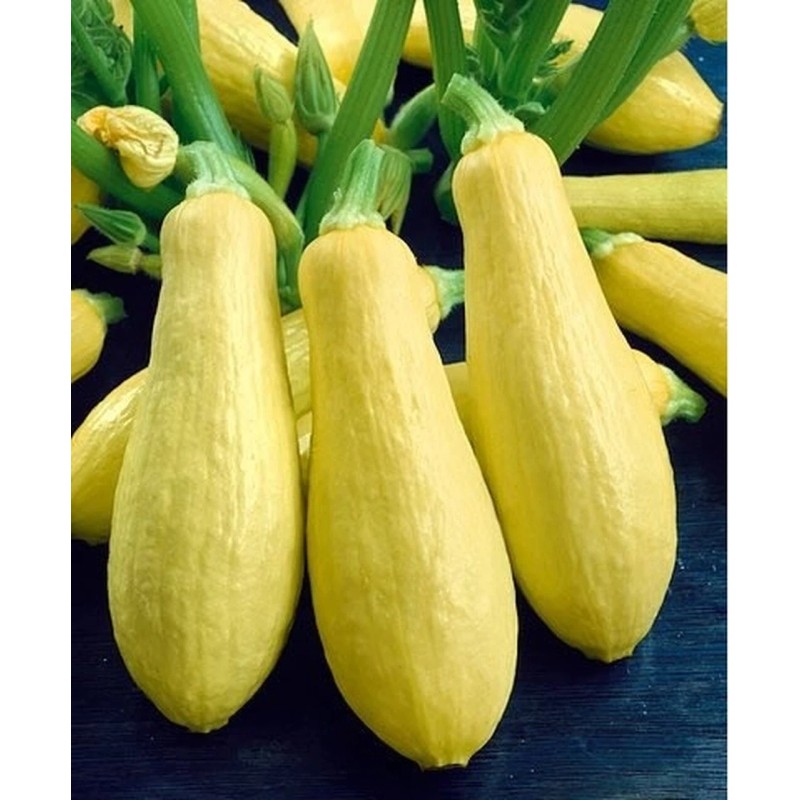 Southeast Seeds Prolific Straightneck Summer Squash Seeds, NON-GMO, FREE SHIPPING