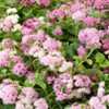Outsidepride 5000 Seeds Annual Ageratum Pink Flower Seeds for Planting