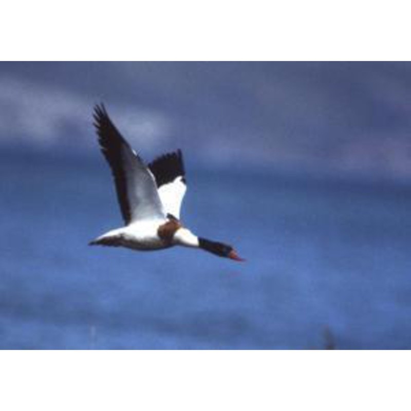 Omegon Blackstar Binoculars 10 x 42