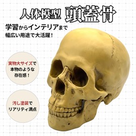GlowBit Horror Halloween Ornament, Human Body Model, Candid Decoration, Skull, Removal, Skull, Skull, Bone, Specimen Toy, Haunted House, Dentist, Skull