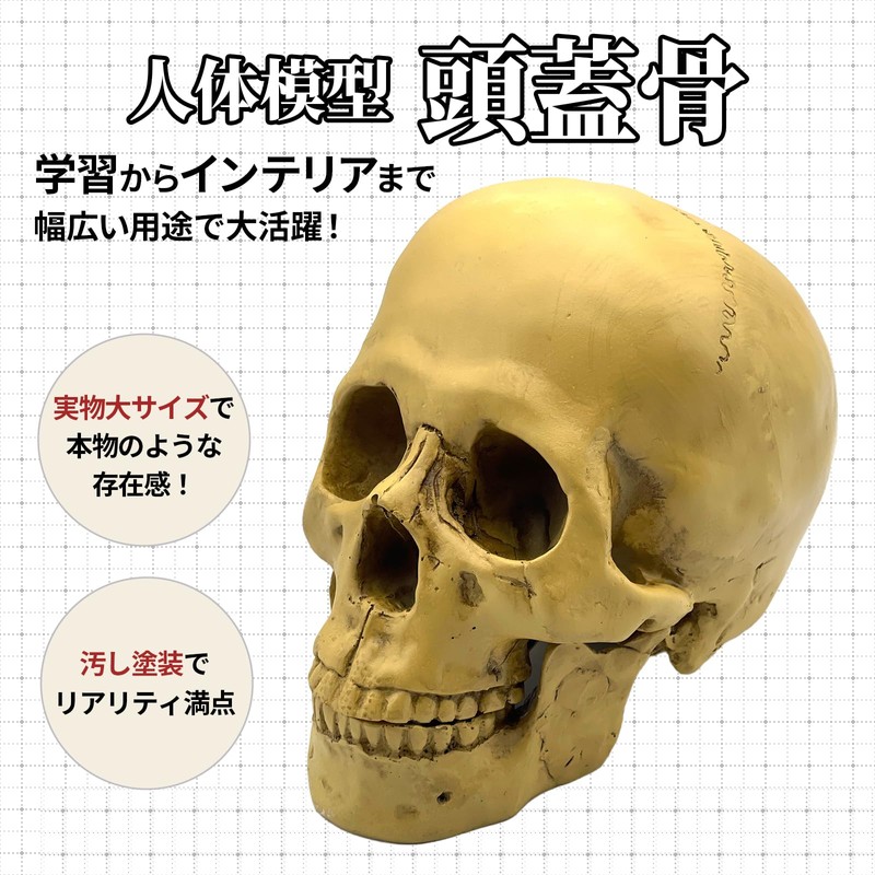 GlowBit Horror Halloween Ornament, Human Body Model, Candid Decoration, Skull,