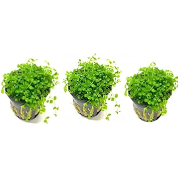 3X Micranthemum Monte Carlo Pots Easy Live Aquarium Plants