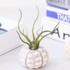 Xuniu Air Plants Sea Urchin Tabletop Tillandsia Holder Miniature Gardening