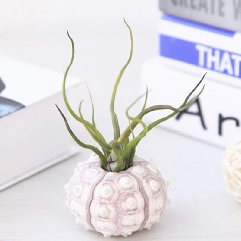 Xuniu Air Plants Sea Urchin Tabletop Tillandsia Holder Miniature Gardening