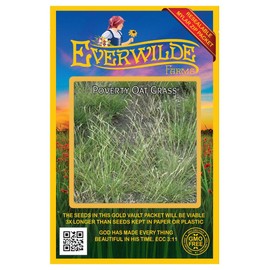 Everwilde Farms - 250 Poverty Oat Grass Native Grass Seeds - Gold Vault Seed Packet