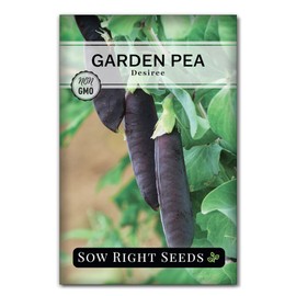 Sow Right Seeds - Desiree Snow Pea Seeds for Planting - Non-GMO Heirloom Packet with Instructions to Plant an Outdoor Home Vegetable Garden - Dwarf Bushes with Purple Pods - Large, Frost Resistant (1)