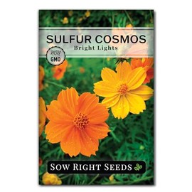 Sow Right Seeds - Sulfur Bright Lights Cosmos Flower Seed for Planting - Non-GMO Heirloom Packet with Instructions to Grow - Vibrant Petals - Cut and Come Again - Attract Bees and Butterflies (1)