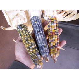 CEMEHA SEEDS - Corn Montana Mix Sweet Non GMO Vegetable for Planting