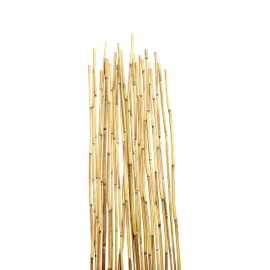 Green Floral Crafts - Natural River Cane 3.5 Ft, Natural, Pack of 25
