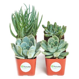 Shop Succulents | Azul Verde Collection | Assortment of Hand Selected, Fully Rooted Live Indoor Blue/Green Succulent Plants, 4-Pack