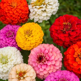TomorrowSeeds - Dahlia Flowered Mix Zinnia Seeds - 200+ Count - for 2025 Planting Zinnia Elegans Dahlias Cut and Come Again Rainbow Giants Long Blooms Flower Grow Your Own Home Farm Patio Healthy