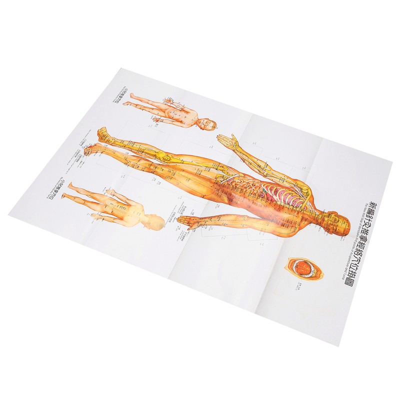 Chinese and English Acupoint Wall Chart Front Large Size Comprehensive