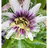 Passion Fruit Seeds for Planting-50 Seeds