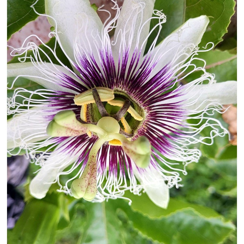 Passion Fruit Seeds for Planting-50 Seeds