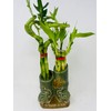 Jmbamboo - Live 10style Lucky Bamboo Plant Arrangement with Ceramic