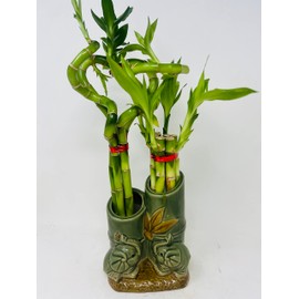 Jmbamboo - Live 10style Lucky Bamboo Plant Arrangement with Ceramic Double Vase