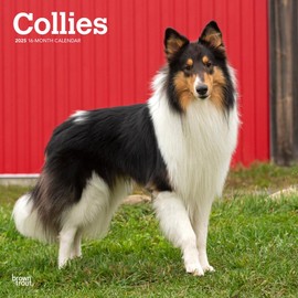 Collies | 2025 12 x 24 Inch Monthly Square Wall Calendar | BrownTrout | Animals Dog Breeds