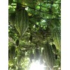 Fresh Bitter Melon 10 Seeds Package Fresh Harvested U.S. Seller