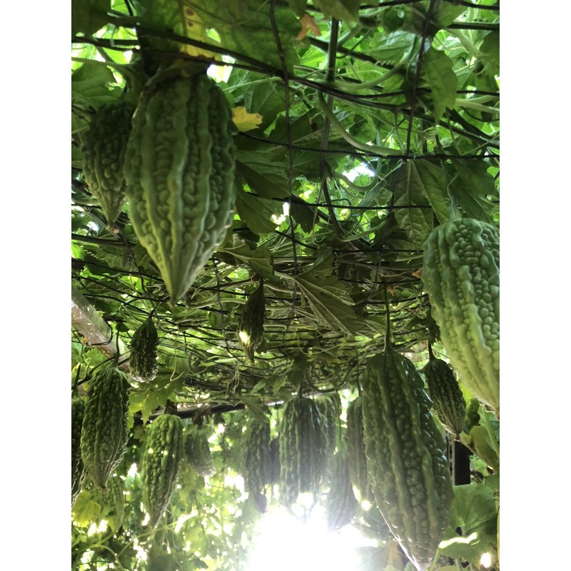 Fresh Bitter Melon 10 Seeds Package Fresh Harvested U.S. Seller