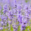 Weleda Organic Lavender Relaxation Bath (1 x 200 ml)