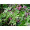 Orido Nishiki Japanese Maple 3 - Year Graft
