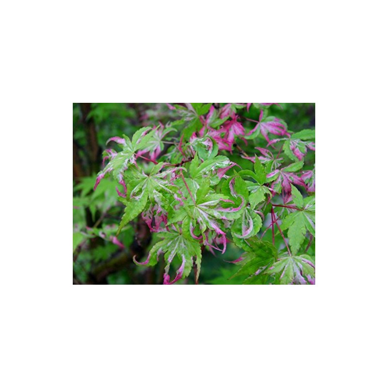 Orido Nishiki Japanese Maple 3 - Year Graft
