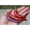 30 Semillas Chile Cayenne Purpura Huerto Urbano Mx