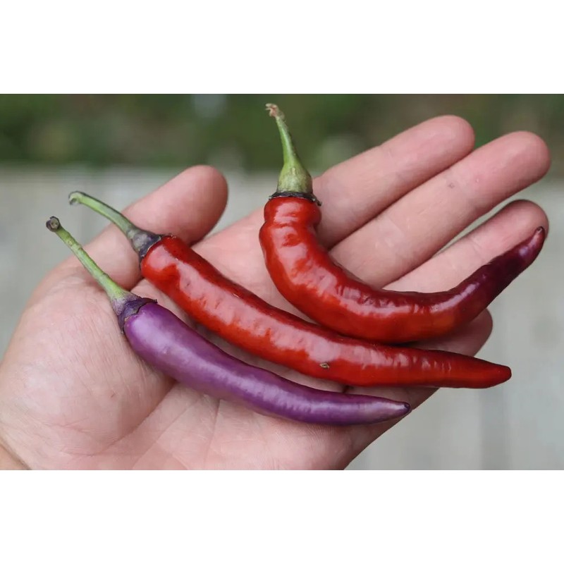 30 Semillas Chile Cayenne Purpura Huerto Urbano Mx