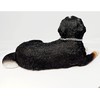 Conversation Concepts Bernese Mountain Dog Figurine MyDog