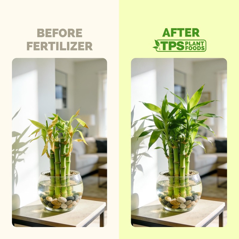 Lucky Bamboo Fertilizer – Liquid Plant Food for Greener Stalks,