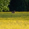 Outsidepride Brassica Deer Greens Seeds for Deer Food Plots: Rape,