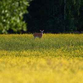 Outsidepride Brassica Deer Greens Seeds for Deer Food Plots: Rape, Collards, Turnip & Radish - 10 LBS