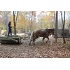 2 Red Oak Wood Lumber Boards Measuring 1/4" x 4"