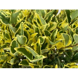 Jack Frost Ligustrum - 3 Gal - Evergreen Shrub - Two-Toned Foliage - Dark Green-Ivory Edges - Fragrant White Flowers - Dark Berries - Hardiness Zones 7-10 - Ligustrum ‘Jack Frost’ - 3 Gallon Pot