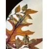 Royal Norfolk Fall Leaves 4 Dinner Plates Stoneware Thanksgiving Autumn