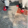 LONSUNEER Winter Paw Protector Dog Boots for Large Dogs, Waterproof
