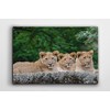 3 Cute Lion Cubs Wildlife Canvas/Wall Art For Home/Office/Living Room/Bedroom