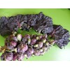 RAISE ME UP: Redarling Brussels Sprouts Purple Cabbage Non GMO