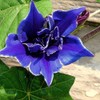 Outsidepride Blue Picotee Morning Glory Seeds - 100 Pcs. Annual,