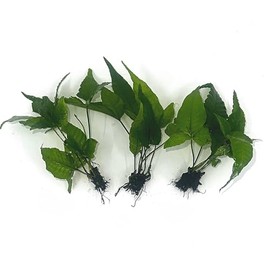 3 Aquatic Plants Bundle | Live Plants for Freshwater Aquariums (3 X Bolbitis Asiatica Plants)