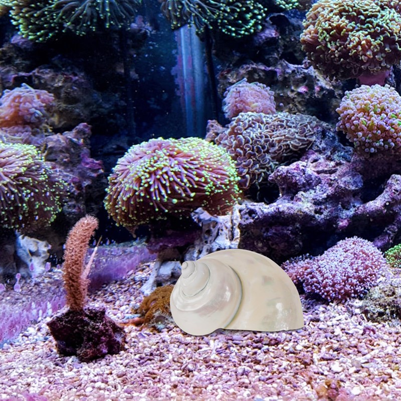 Toddmomy Hermit Crab Shells - 9cm Iridescent Turbo Seashells Pearl