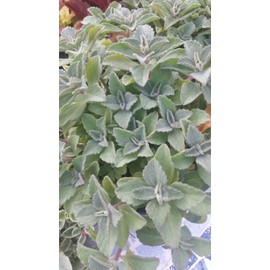 Plectranthus Neochilus – Solid Green Mike’s Fuzzy Wuzzy Swedish Ivy Spur Flower FG