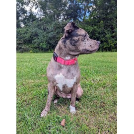 Country Brook Petz Heavy Duty Nylon Adjustable Martingale Dog Collar with Deluxe Buckle for Small Medium Large Breeds - 30+ Vibrant Color Options (3/4 Inch, Small, Hot Pink)