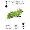 Brilliant Bugs: Playing Cards