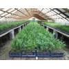 3 Arborvitae Green Giants 12-18" Tall Live Plants in 4"